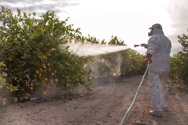 Best Affordable Pest Control Services  in Rmichael, CA