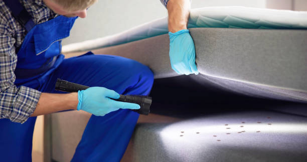 Best Rat Extermination Near Me  in Rmichael, CA