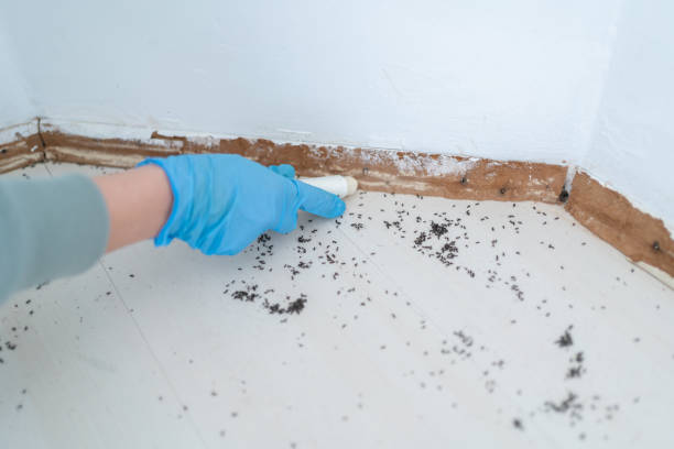 Best Pest Prevention Services  in Rmichael, CA